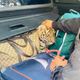 Tiger cub hidden under bags